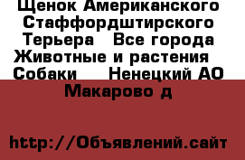 Щенок Американского Стаффордштирского Терьера - Все города Животные и растения » Собаки   . Ненецкий АО,Макарово д.